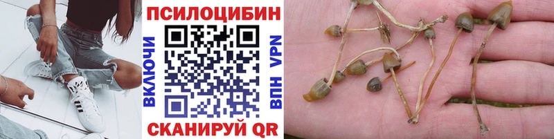 Псилоцибиновые грибы Psilocybine cubensis  Лахденпохья 